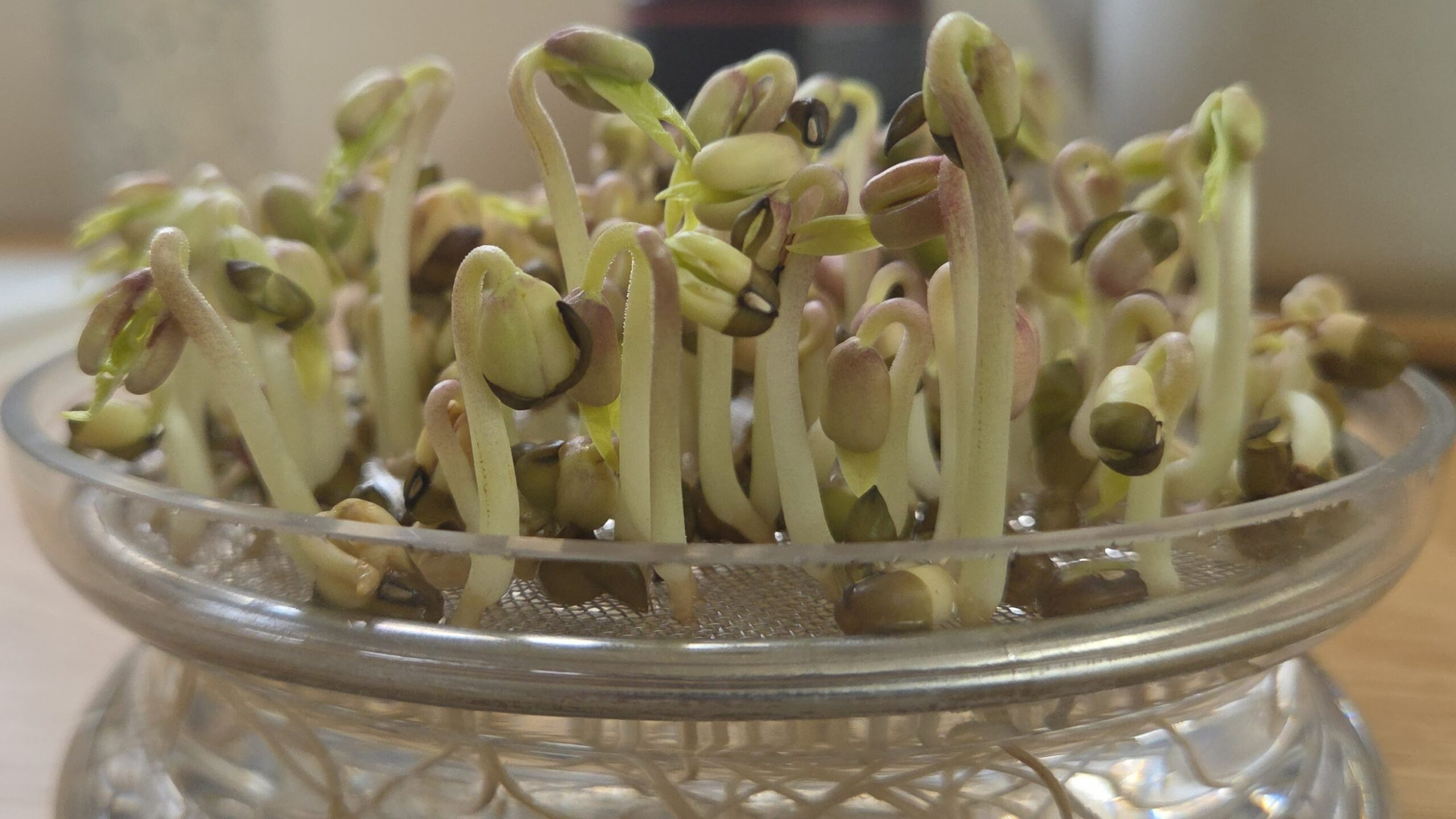 Zelfgekweekte taugé op je bord